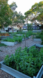 Plots contain broad beans, snow peas, spinach, comfrey, strawberries, you name it!