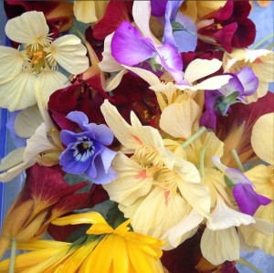 Edible beauties nasturtium, viola, calendula